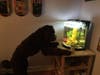 She has been chosen as Bridgewater Patch's Pet Of The Week.