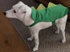 Meet Spirit! He has been chosen as Bridgewater Patch's Pet Of The Week.