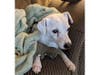 Meet Spirit! He has been chosen as Bridgewater Patch's Pet Of The Week.