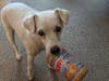 Meet Spirit! He has been chosen as Bridgewater Patch's Pet Of The Week.
