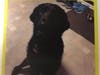 Bear, a two-year-old black Labradoodle, went missing on Sunday night in Bridgewater.