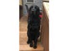 As of Friday, Bear has been missing for six days. 