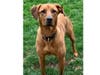 Meet Misha! She has been chosen as Bridgewater Patch's Pet Of The Week.