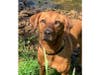 Meet Misha! She has been chosen as Bridgewater Patch's Pet Of The Week.