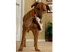 Meet Misha! She has been chosen as Bridgewater Patch's Pet Of The Week.