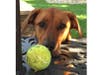 Meet Misha! She has been chosen as Bridgewater Patch's Pet Of The Week.