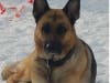 Meet Ceasar! He has been chosen as Bridgewater Patch's Pet Of The Week.