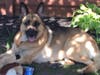 Meet Ceasar! He has been chosen as Bridgewater Patch's Pet Of The Week.