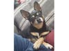 Meet Lola! She has been chosen as Bridgewater Patch's Pet Of The Week.