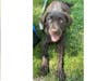 Meet Lily! She has been chosen as Bridgewater Patch's Pet Of The Week.