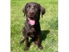 Meet Lily! She has been chosen as Bridgewater Patch's Pet Of The Week.