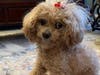 Meet Noodle! She has been chosen as Bridgewater Patch's Pet Of The Week.