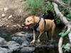 Meet Cain! He has been chosen as Bridgewater Patch's Pet Of The Week.