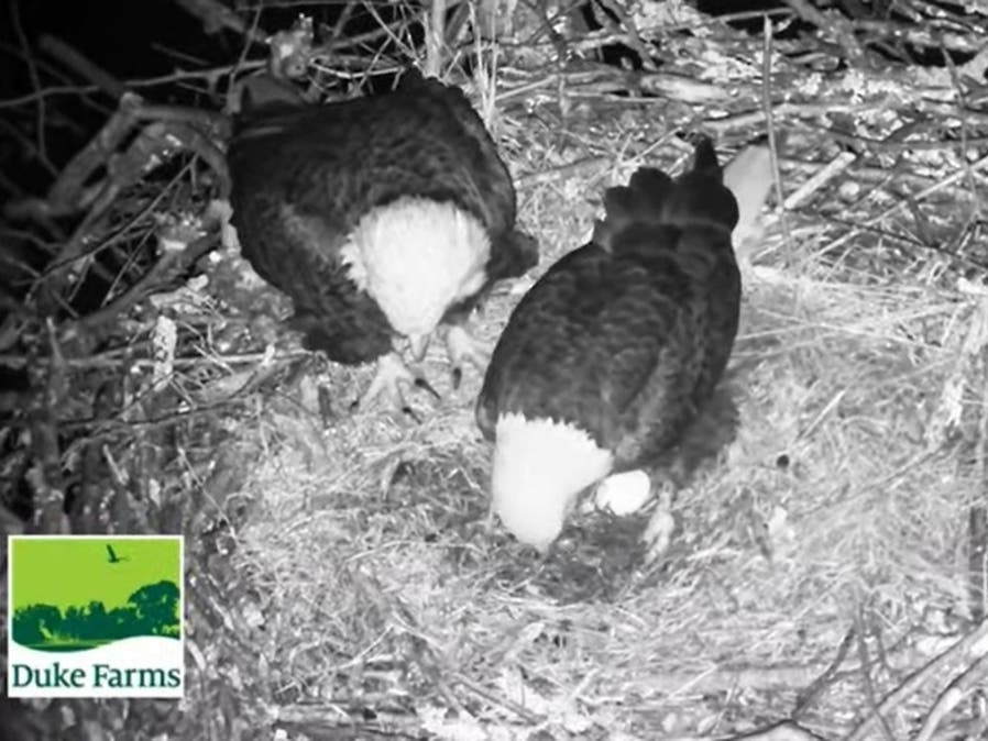 The first Bald Eagle egg of 2022 has arrived at Duke Farms​ in Hillsborough.