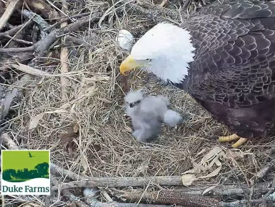 The second and final bald eagle egg hatched on Tuesday morning at Duke Farms.
