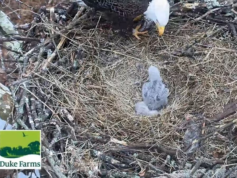 Wildlife experts say they can not step in to help the chick.