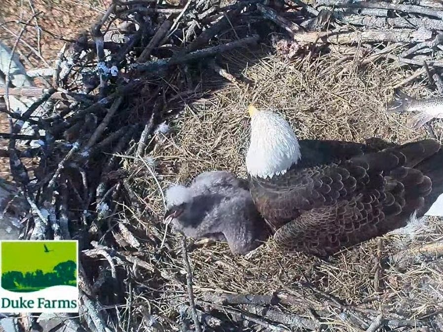 One healthy Bald Eagle chick remains and is thriving.