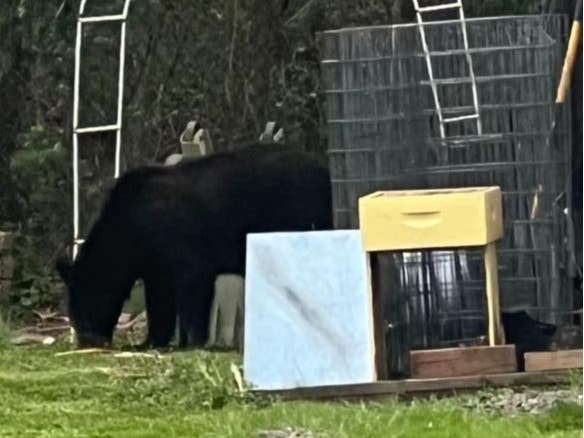 A black bear was spotted walking on Mercury Street on Saturday in Franklin Township.