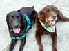 Chuckie with his new brother a rescued black lab named Bernie.