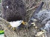 A Bald Eagle parent and its Eaglet enjoying a sea lamprey.