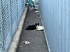 There is a mother cat and other kittens in the area which animal control will be attempting to contain and rehome.