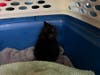 Rescued kitten.