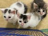 A litter in foster care at Bernie's Buddies Cat Rescue: the Sandwich Litter! Turkey, Peanut Butter & Panini! All girls.
