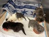A litter just rescued at Bernie's Buddies Cat Rescue: the Forest Litter: Owl, Bear, Fox & Moose.