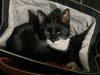 Kitty Ambassador Evie