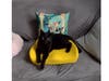 Kitty Ambassador and alumni, Chewbacca (chewy) from the Star Wars litter.