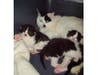 This is Mama Mabel with the Snack Cake Litter: Twinkie, lil Debbie & Zebra.