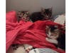 Bernie's Buddies Cat Rescue has the Flower Litter! Clover, Lily, Tulip & Periwinkle.