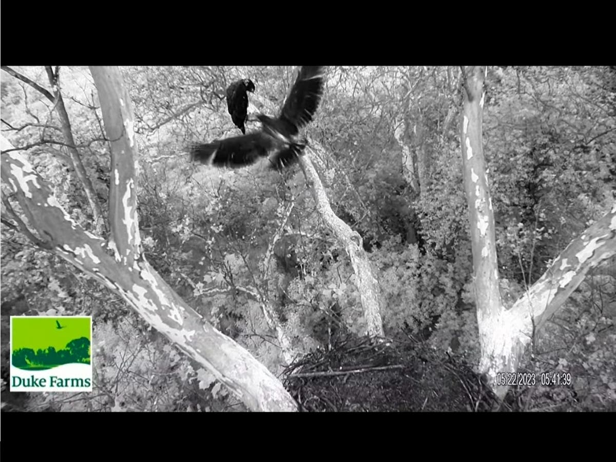 One eaglet taking his first flight.