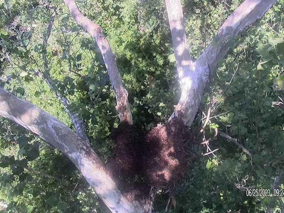 Bald Eagle nest at Duke Farms nature preserve in Hillsborough.