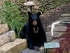 A black bear going after a birdfeeder on Mundy Lane in Warren.