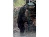 A black bear going after a birdfeeder on Mundy Lane in Warren.
