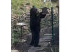 A black bear going after a birdfeeder on Mundy Lane in Warren.