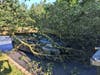 A tree fell on Girish Chhamunya's car while parked at home on Peterson Road in Hillsborough.