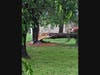 Part of a big tree that went down on the Cifuentes property in the Flagtown section of Hillsborough.