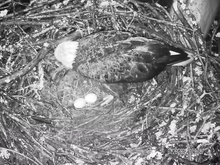 A second Bald Eagle egg was laid at Duke Farms in Hillsborough for the 2024 season.