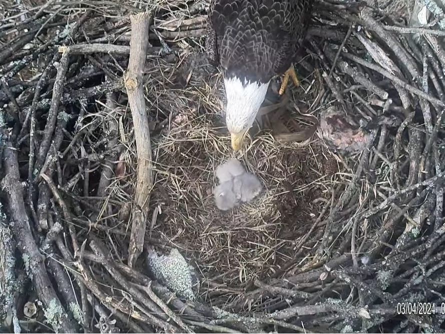 The two chicks and their parent on Monday morning in Hillsborough.