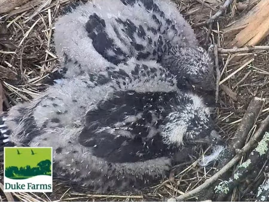 The two Bald Eagle chicks huddled together on Friday morning.