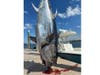 The 718-pound Bluefin Tuna was caught by Kevin Goldberg and Mike Resetar of Hillsborough.