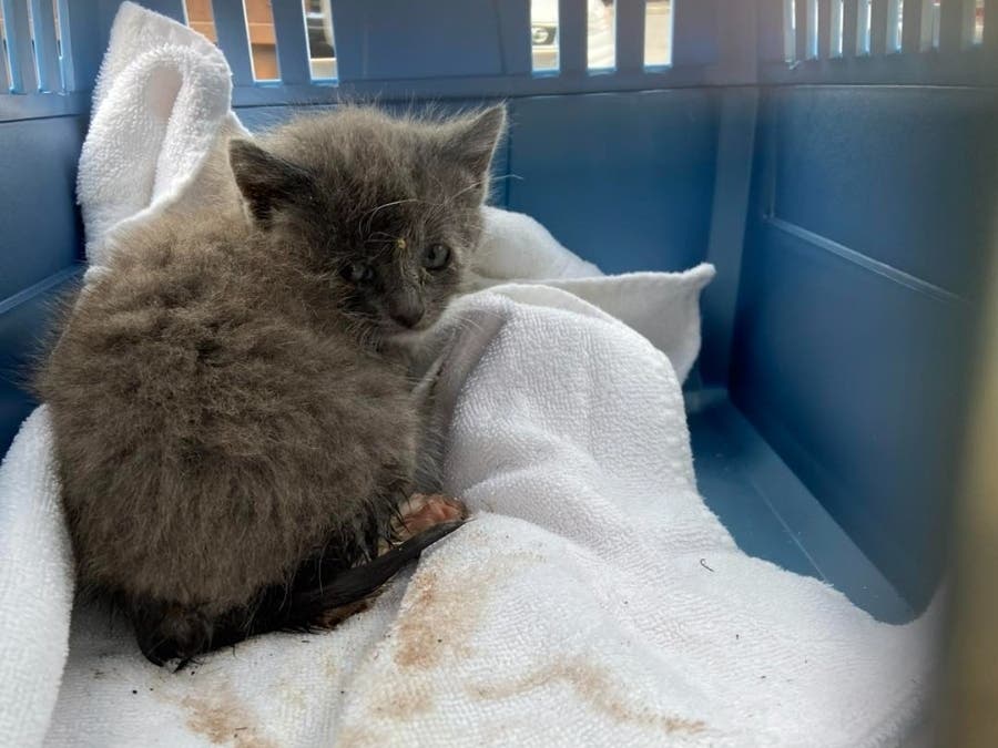 Kitten Trapped In Drain Rescued By Somerset Regional Animal Shelter ...