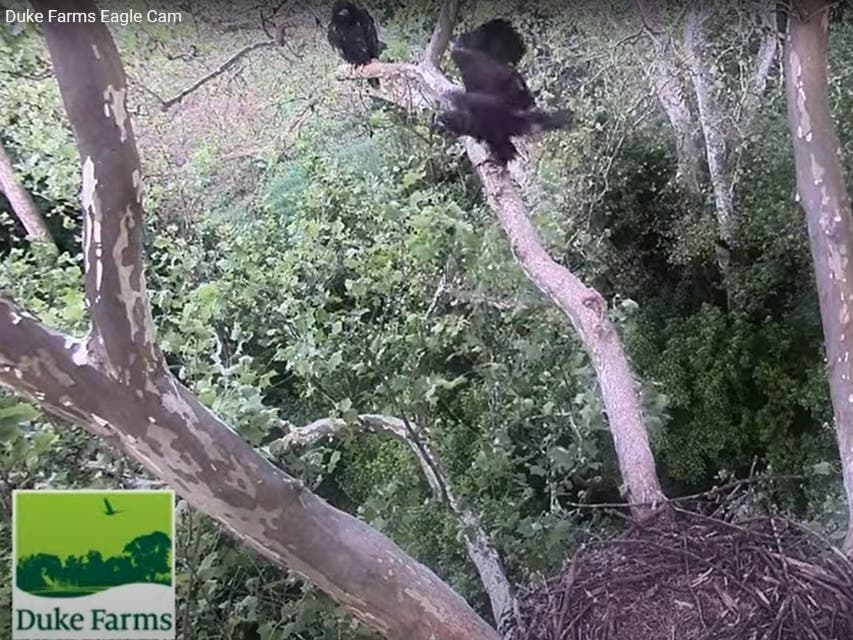 The older of the two chicks, called "H45" based on its band number, can be seen taking off from a branch with its sibling perched nearby.