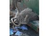 The trapped raccoon at TD Bank Ballpark in Bridgewater.