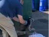 Somerset Regional Animal Shelter(SRAS) Director Brian Bradshaw pulling the raccoon to freedom.