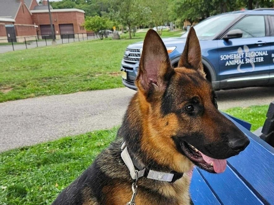 Dog Left Tied To Tree With No Food, Now Up For Adoption In Bridgewater ...