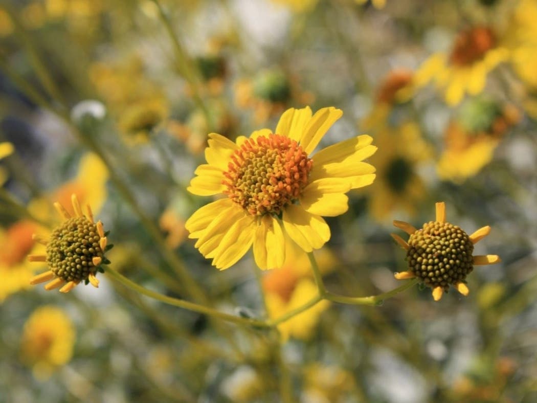 The new meadow will be created in an existing area next to the engineering building on South Maple Avenue.