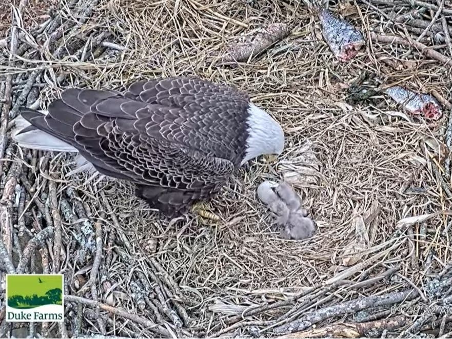 The second chick arrived at 12:41:12 a.m. on Thursday, announced Duke Farms.